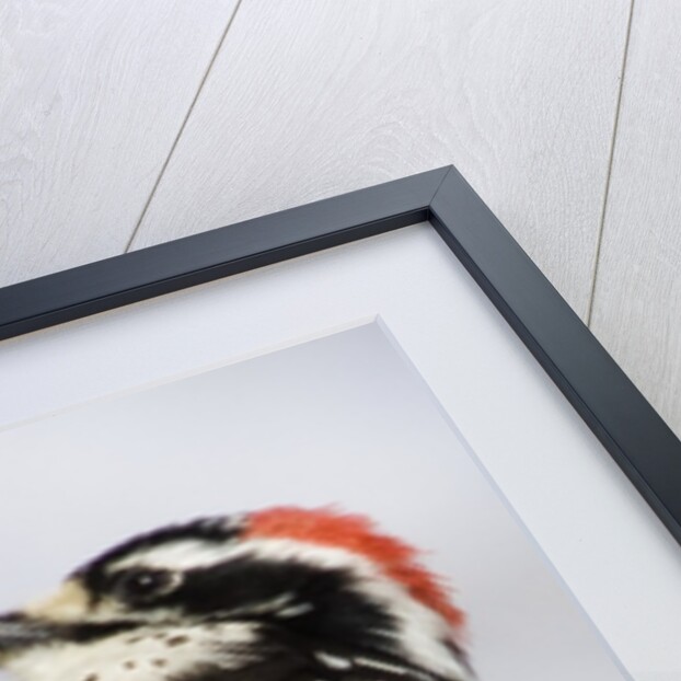 Nuttall's Woodpecker by Anonymous