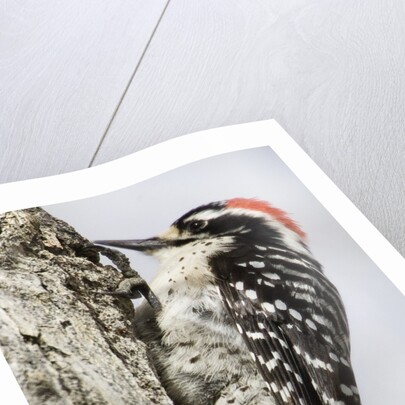 Nuttall's Woodpecker by Anonymous
