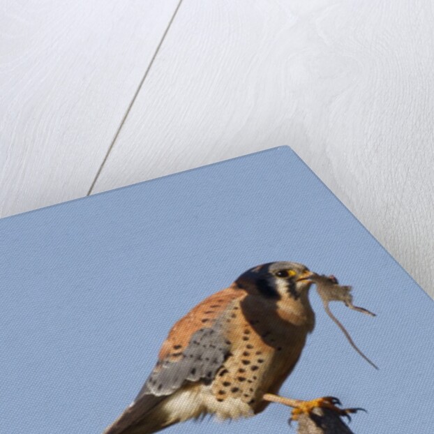American Kestrel eating a rodent by Anonymous