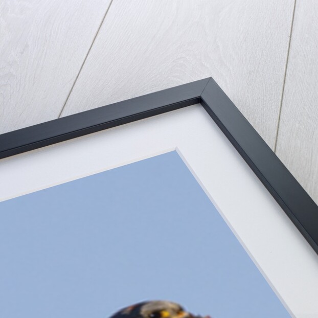 American Kestrel eating a rodent by Anonymous
