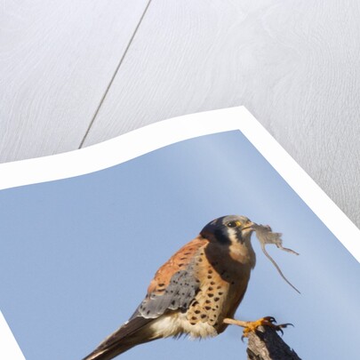 American Kestrel eating a rodent by Anonymous