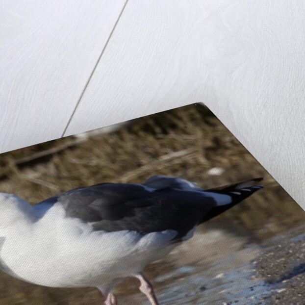 Western Gull catchs a flatfish by Anonymous