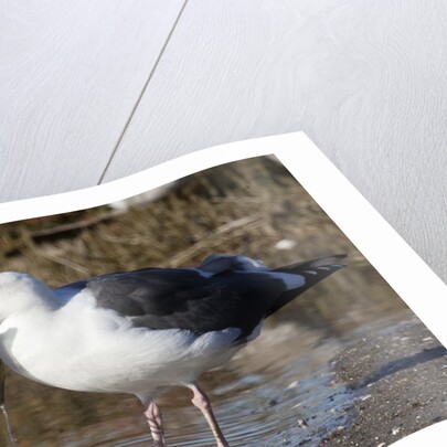 Western Gull catchs a flatfish by Anonymous