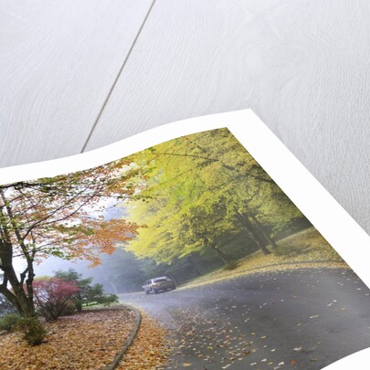 Fall colors in morning fog, Happy Valley, Oregon by Anonymous