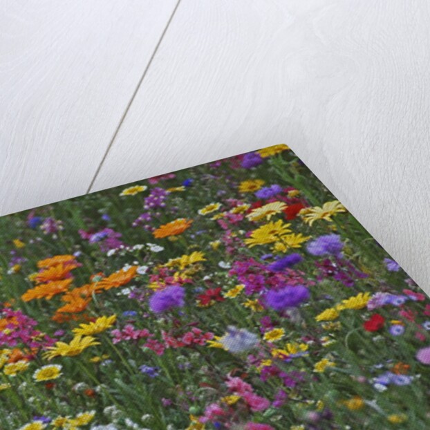 Colorful wildflower mixture by Anonymous