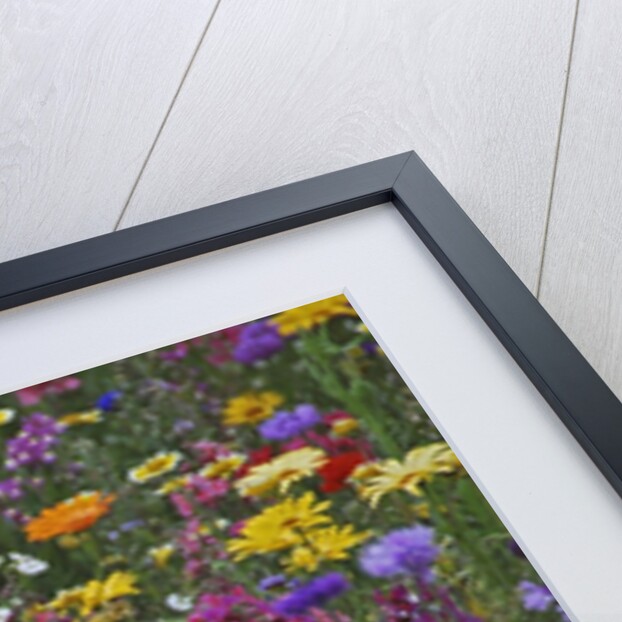 Colorful wildflower mixture by Anonymous