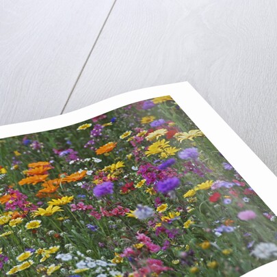Colorful wildflower mixture by Anonymous