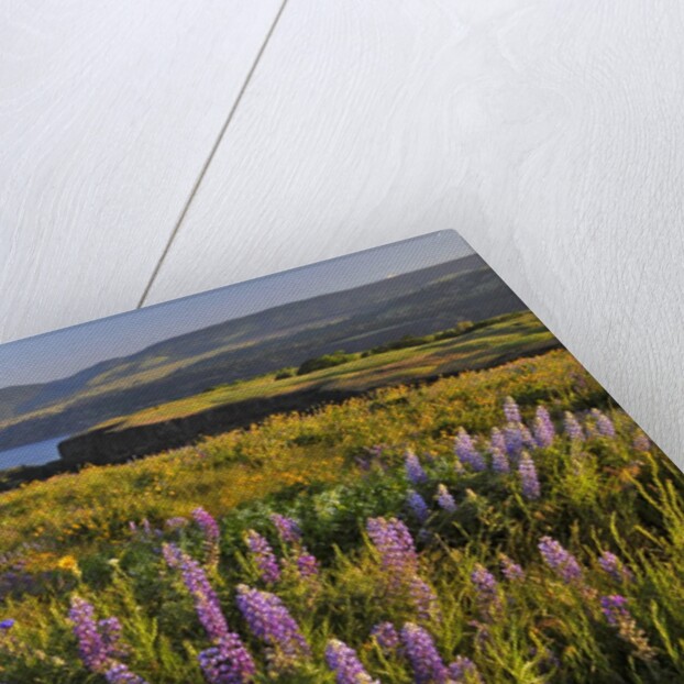 Rowena Plateau wildflowers by Anonymous