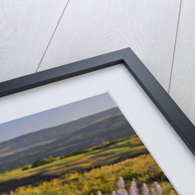 Rowena Plateau wildflowers by Anonymous