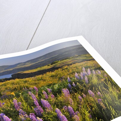 Rowena Plateau wildflowers by Anonymous
