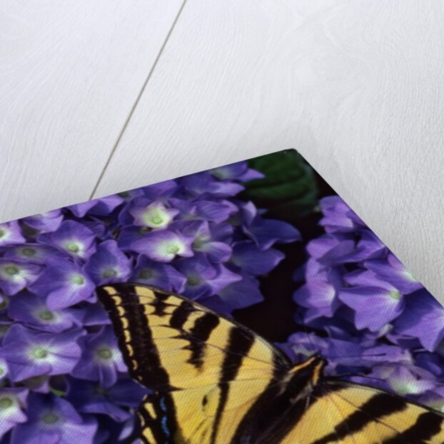 Tiger swallowtail butterfly by Anonymous