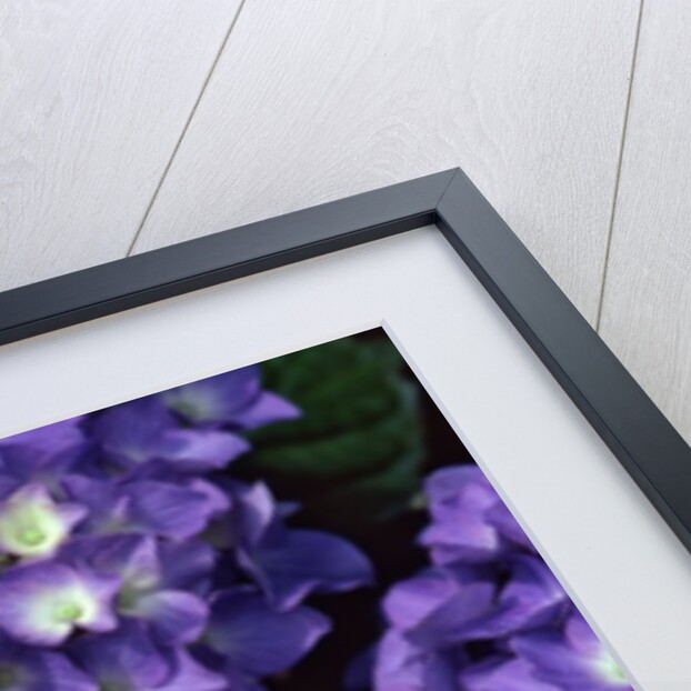 Tiger swallowtail butterfly by Anonymous