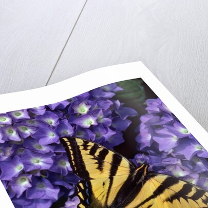 Tiger swallowtail butterfly by Anonymous