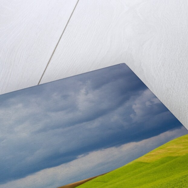 Spring Rolling Hills of Wheat and Fallow fields by Anonymous