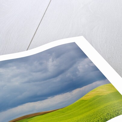 Spring Rolling Hills of Wheat and Fallow fields by Anonymous