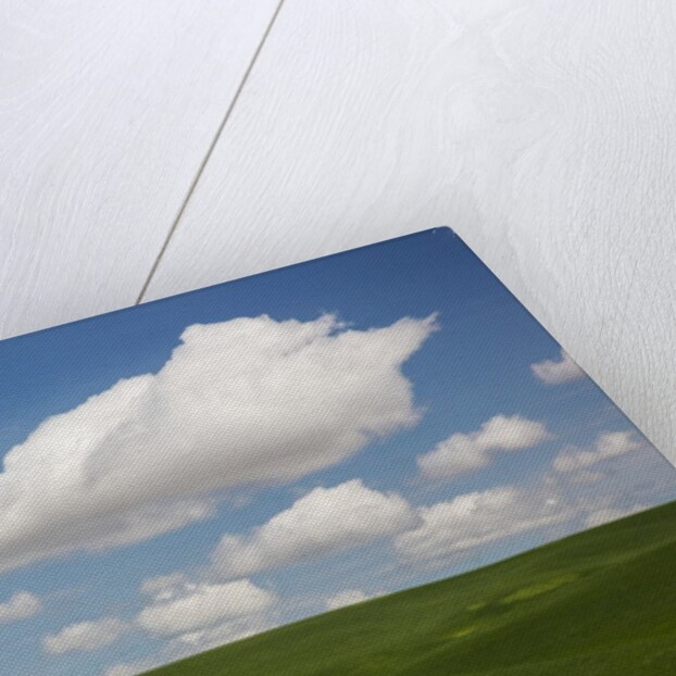 Spring Rolling Hills of Wheat and Clouds by Anonymous