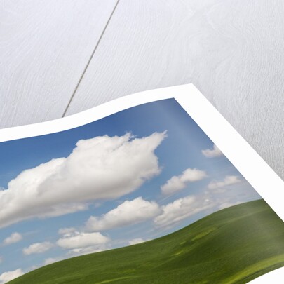 Spring Rolling Hills of Wheat and Clouds by Anonymous