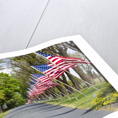 United States of America Flags Lining Tree Lined Road by Anonymous