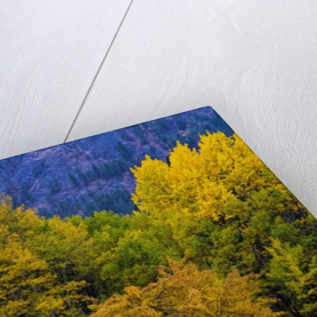 Autumn Aspen Trees in Color by Anonymous