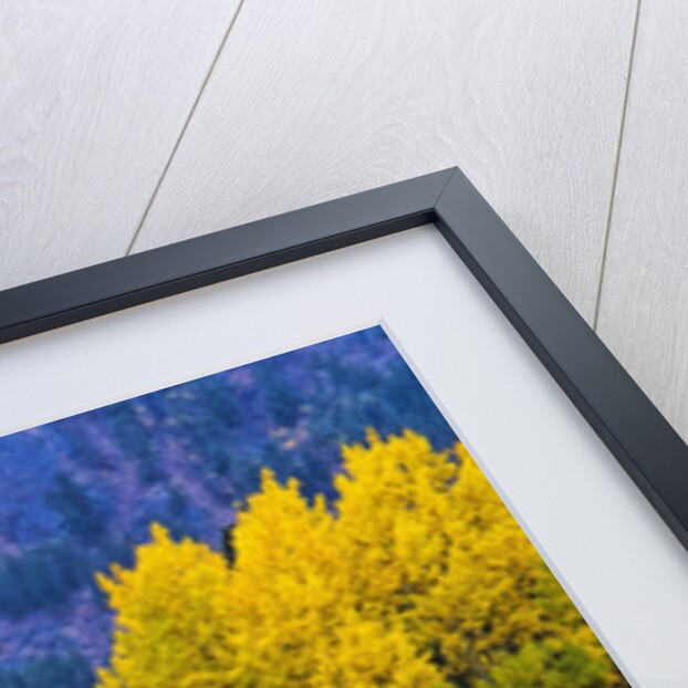 Autumn Aspen Trees in Color by Anonymous