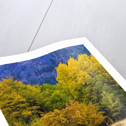 Autumn Aspen Trees in Color by Anonymous