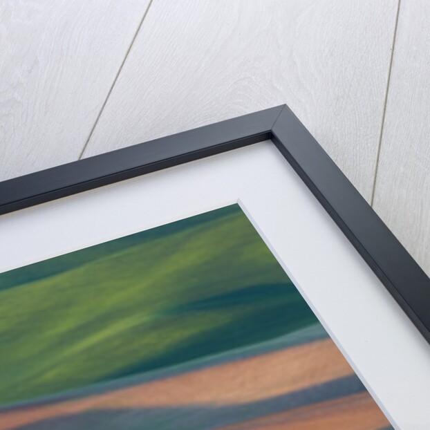 Spring Rolling Hills of Wheat and Fallow fields by Anonymous