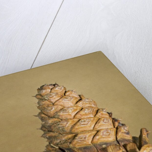Ponderosa pine cone by Anonymous