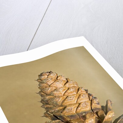 Ponderosa pine cone by Anonymous