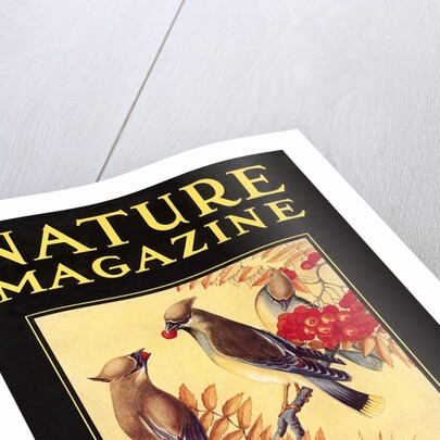 Nature Magazine Cover, Birds by Anonymous