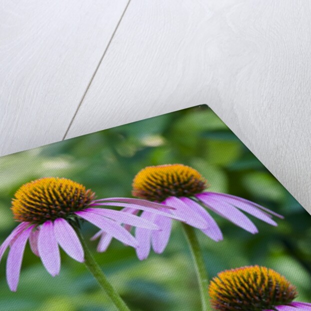 Purple coneflower by Anonymous