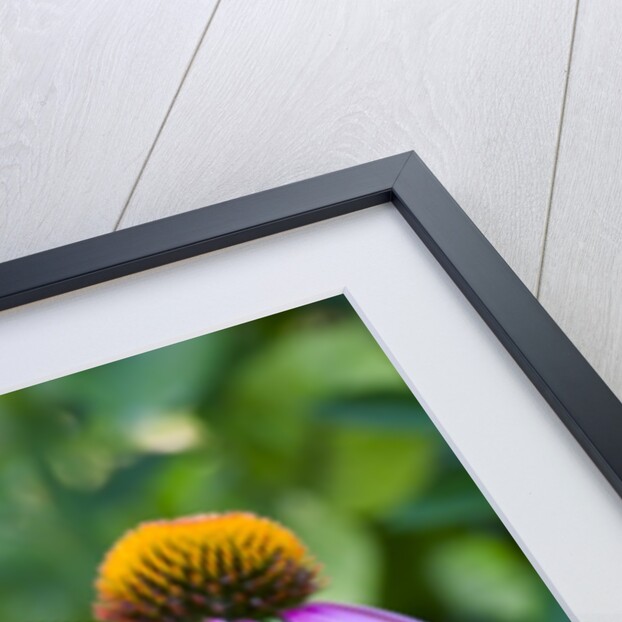Purple coneflower by Anonymous