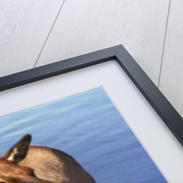 Cow elk, Yellowstone Naational Park, Wyoming. USA. by Anonymous