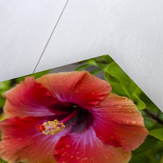 Close-up of Hibiscus flower by Anonymous