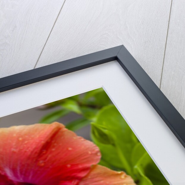 Close-up of Hibiscus flower by Anonymous