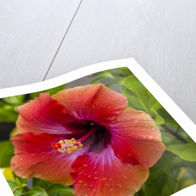 Close-up of Hibiscus flower by Anonymous