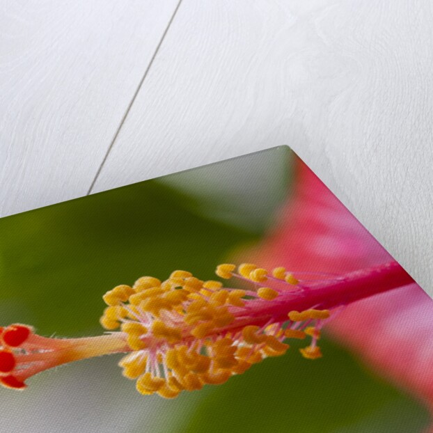 Close-up of Hibiscus flower by Anonymous