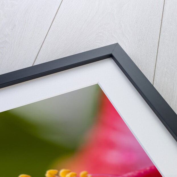 Close-up of Hibiscus flower by Anonymous