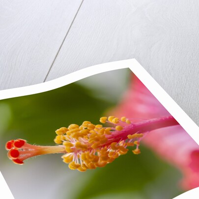 Close-up of Hibiscus flower by Anonymous