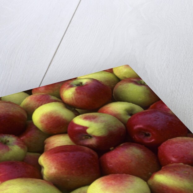 McIntosh apples by Anonymous