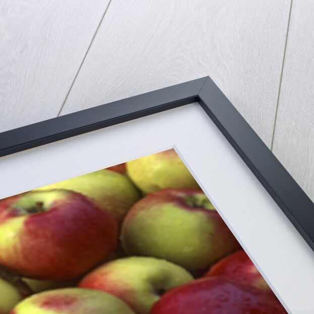 McIntosh apples by Anonymous