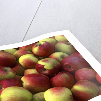 McIntosh apples by Anonymous
