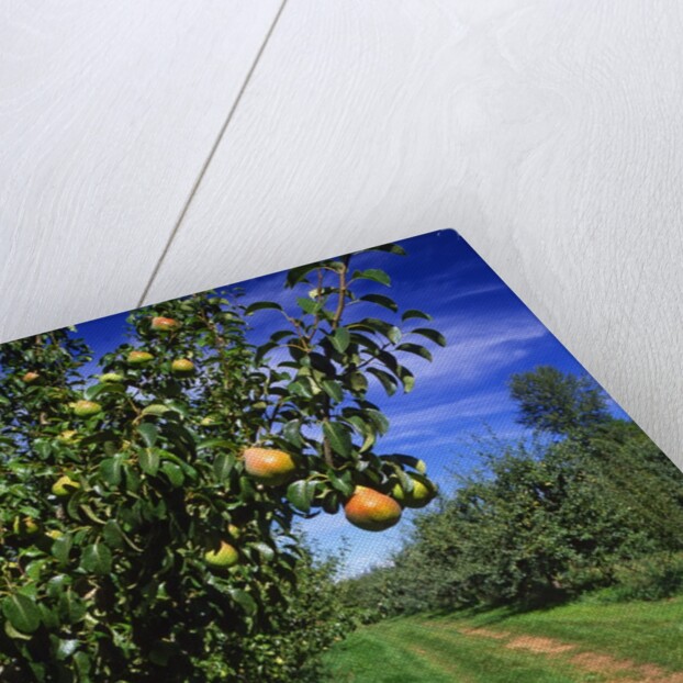 Bartlett pears by Anonymous