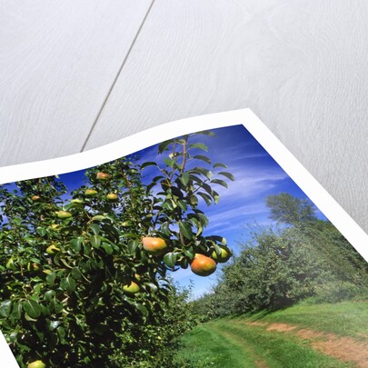 Bartlett pears by Anonymous