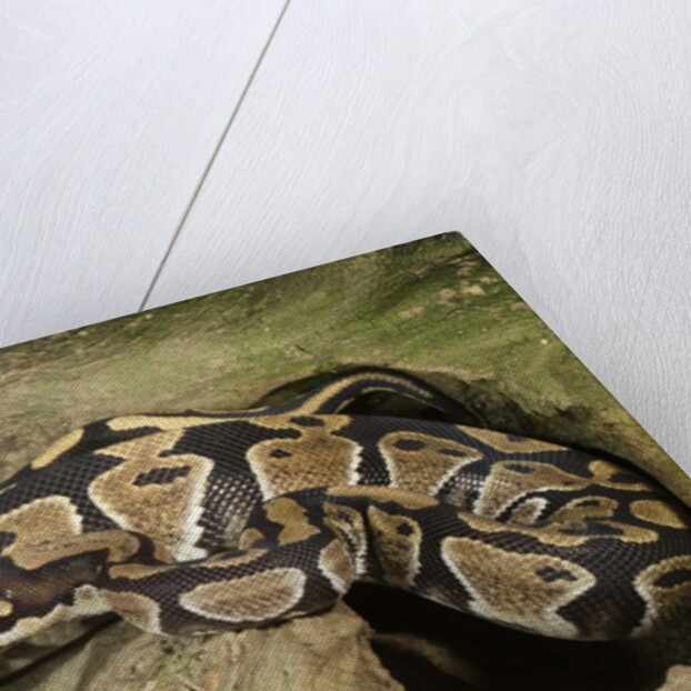 Ball Python by Anonymous