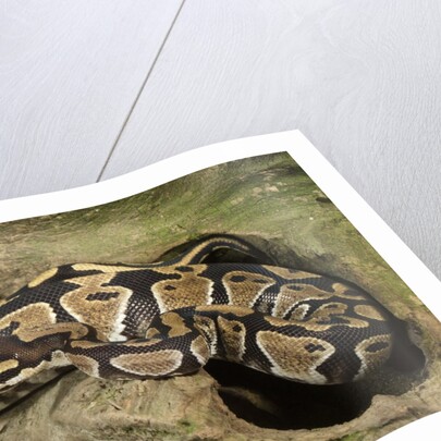Ball Python by Anonymous