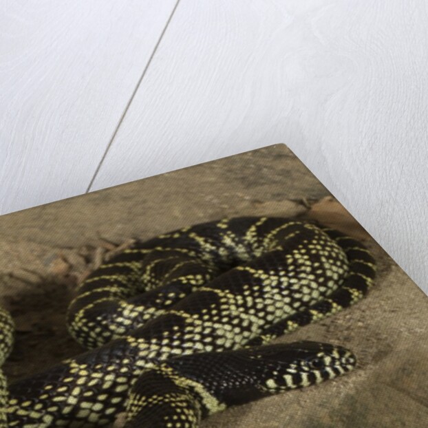 Desert King snake by Anonymous