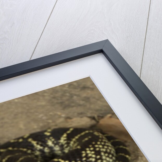 Desert King snake by Anonymous