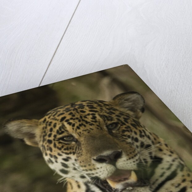Jaguar by Anonymous