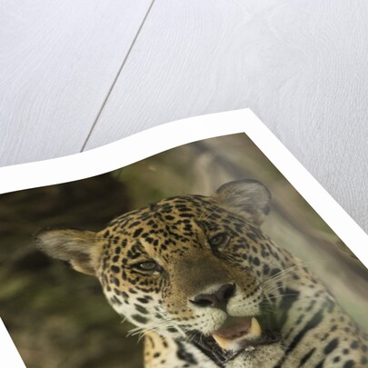 Jaguar by Anonymous