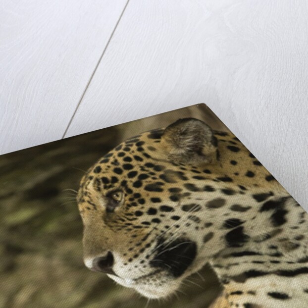 Jaguar Profile by Anonymous